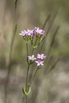 Middle Europe Landscapes Prints: Centaury (Centaureum erythraea)