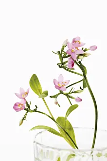 Studio Botany Shots Prints: Centaury (Centaurium)