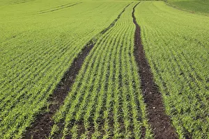 Spring Landscape Prints: Cereal field in spring