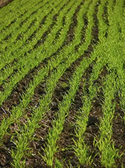 Empty Agricultural Fields Prints: Cereal seed