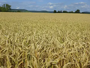 Agricultural Crops Prints: Cereals