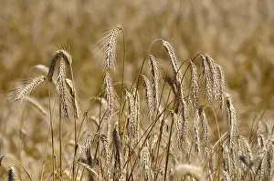 Hoarfrost Landscape Prints: Cereals in August