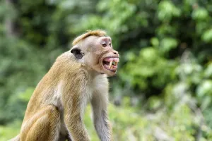 Tropical Rainforest Animal Prints: Ceylon hat monkey