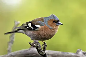 Deserted Orchard Scene Prints: Chaffinch in the apple tree