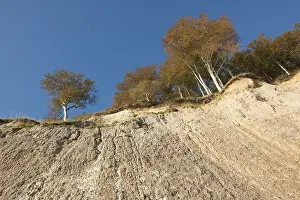 Blue Sky Coastal View Prints: Chalk cliffs and a beech forest in autumn