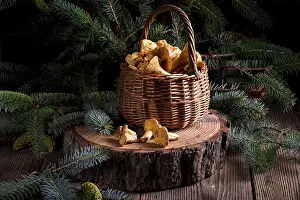 Chanterelle Mushroom Prints: Chanterelle