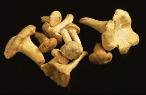 Organic Vegetable Sorts Prints: Chanterelle, Eierschwamm oder Rehling