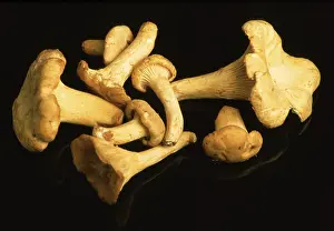 Golden Chanterelle Mushroom Prints: Chanterelle, Eierschwamm oder Rehling