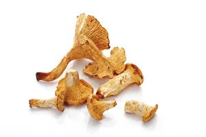 Edible Mushrooms Prints: Chanterelles