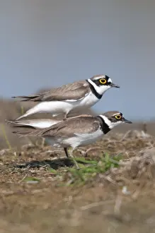 Wading Birds Prints: Charadrius Dubius, common plover