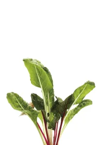 Healthy Eating Vegetables Prints: Chard, Silverbeet, Mangold