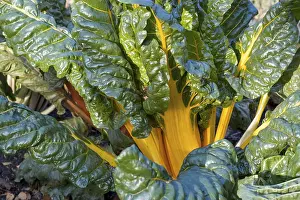 Leafy Greens Nutrition Prints: Chard, yellow-stemmed, vegetable patch