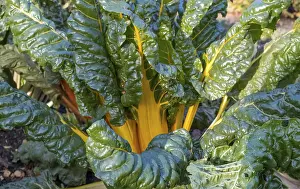 Green Leaf Vegetables Prints: Chard, yellow-stemmed, vegetable patch