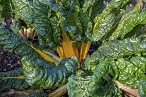 Leafy Vegetable Nutrition Prints: Chard, yellow-stemmed, vegetable patch