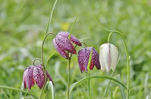Checkerboard Flower Prints: Charming chequerboard flower, spring, Germany