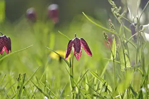 Chequerboard Flower Prints: Charming chequerboard flower, spring, Germany