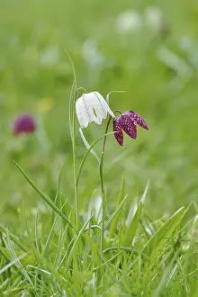 Chequerboard Flower Prints: Charming chequerboard flower, spring, Germany