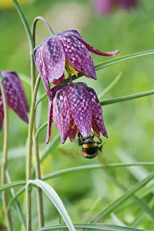Wildflowers In Europe Prints: Charming chequerboard flower, spring, Germany