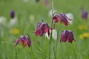 Chequerboard Flower Prints: Charming chequerboard flower, spring, Germany