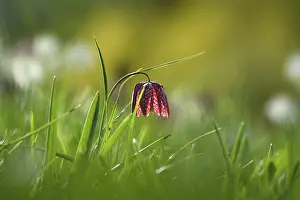 Chequerboard Flower Prints: Charming chequerboard flower, spring, Germany