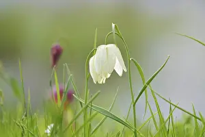 Chequerboard Flower Prints: Charming chequerboard flower, spring, Germany