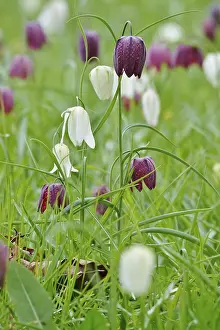 Chequerboard Flower Prints: Charming chequerboard flower, spring, Germany