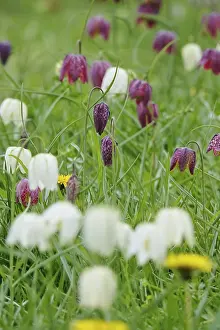 Chequerboard Flower Prints: Charming chequerboard flower, spring, Germany