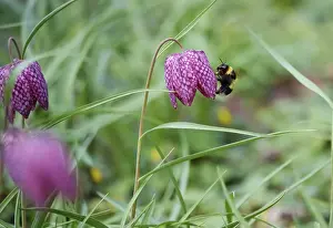 Springtime Nature Europe Prints: Charming chequerboard flower, spring, Germany
