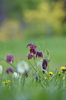 Chequerboard Flower Prints: Charming chequerboard flower, spring, Germany