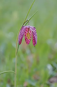 Wildflowers In Europe Prints: Charming chequerboard flower, spring, Germany