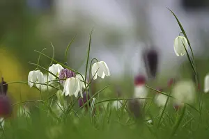 Chequerboard Flower Prints: Charming chequerboard flower, spring, Germany