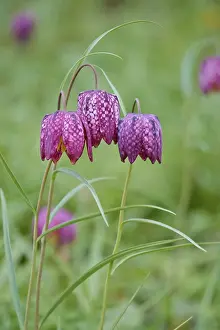 Spring In Germany Prints: Charming chequerboard flower, spring, Germany