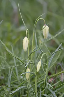 Chequerboard Flower Prints: Charming chequerboard flower, spring, Germany