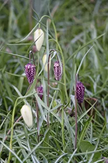 Chequerboard Flower Prints: Charming chequerboard flower, spring, Germany