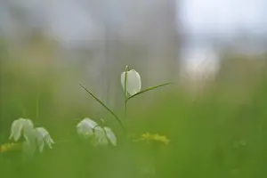 Wildflowers In Germany Prints: Charming chequerboard flower, spring, Germany