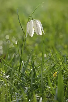 Chequerboard Flower Prints: Charming chequerboard flower, spring, Germany