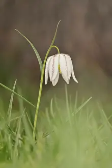 Wildflowers In Germany Prints: Charming chequerboard flower, spring, Germany