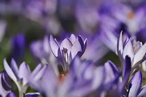 Spring Heralds In Germany Prints: Charming crocus blossom, Germany