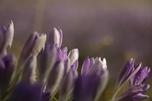 German Vernal Flowers Prints: Charming crocuses (Crocus) announce spring