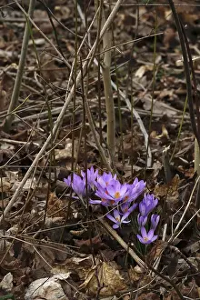Crocus Inflorescence Prints: Charming crocuses (Crocus) announce spring
