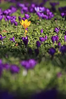 Springtime Blossoms Prints: Charming crocuses (Crocus) announce spring