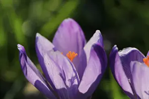 Vernal Flowering Plant Prints: Charming crocuses (Crocus) announce spring