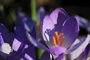 Saxony Germany Prints: Charming crocuses (Crocus) announce spring