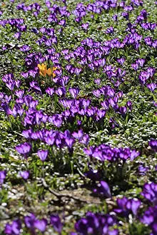Central European Wildflowers Prints: Charming crocuses (Crocus) announce spring