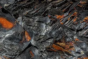Close Up Tree Bark Prints: Charred tree trunk