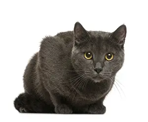 Longhaired Cat Breed Prints: Chartreux in front of white background