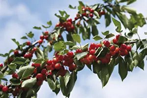 Nature Flora Prints: Cherries on a branch