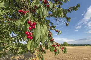 Types Of Cherry Prints: Cherries on cherry tree at beginning of June