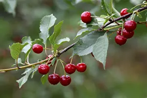 Stone Fruit Nutrition Prints: Cherries on a cherry tree, Mosbach