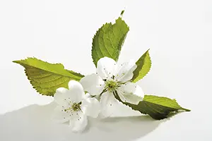 Cherry Blossom Season Prints: Cherry blossoms